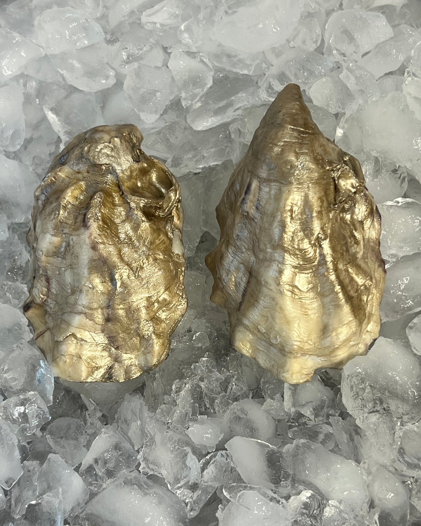 Champagne Oyster Shell Candle Pair