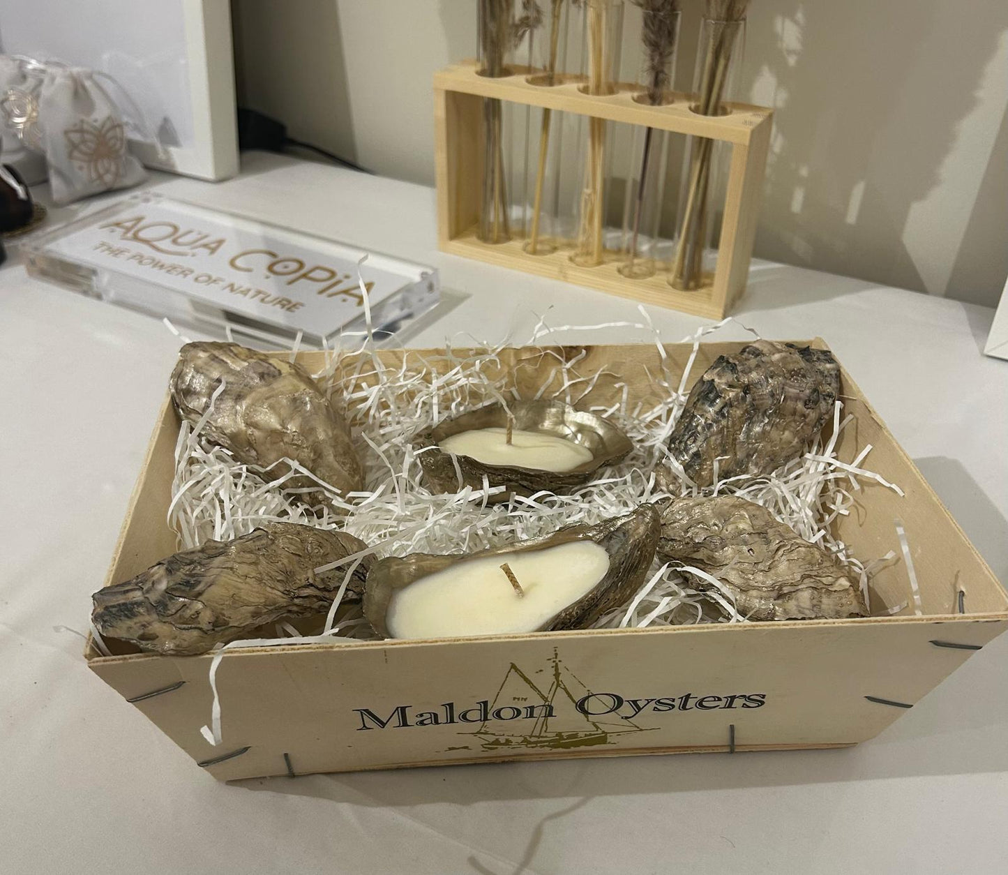 Champagne Oyster Shell Candle Pair